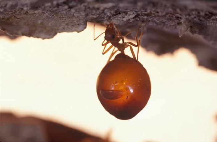 Myrmecocystus mexicanus