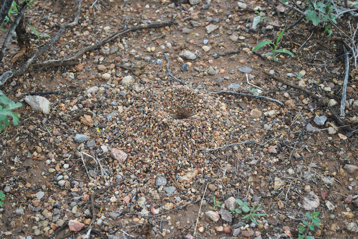 Вход в гнездо Myrmecocystus