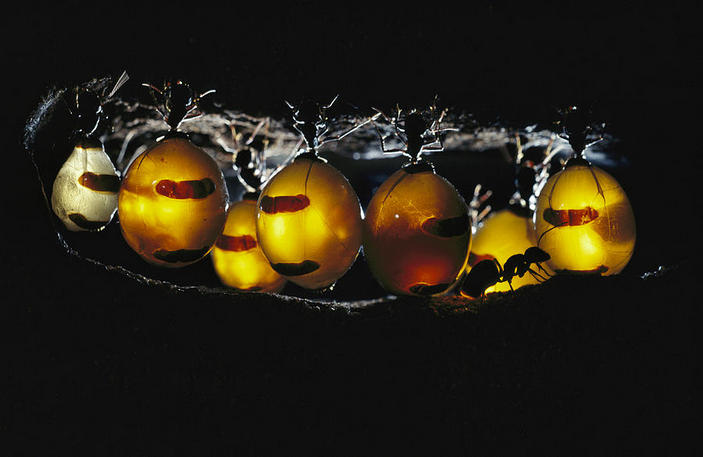 Группа плерэргатов Myrmecocystus