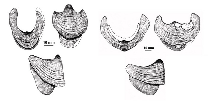 Нижние челюсти Nanaimoteuthis и Paleocirroteuthis