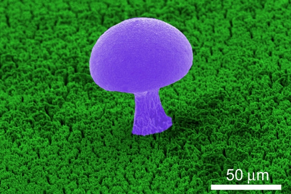 «Наногриб»