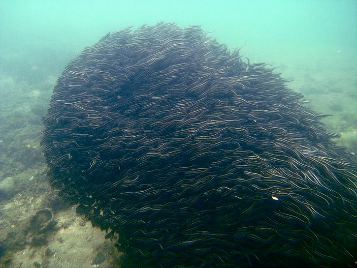 Шар из угрехвостых сомов