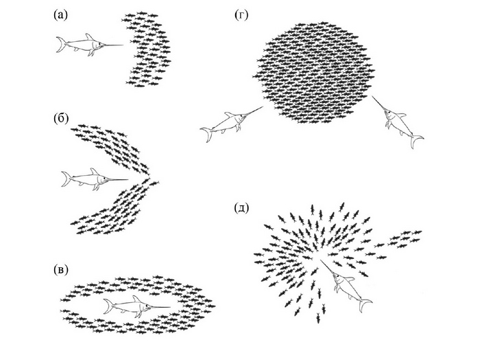 Разнообразие форм стайного защитного маневрирования пелагических рыб