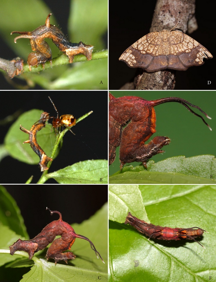 Гусеница Nematocampa resistaria