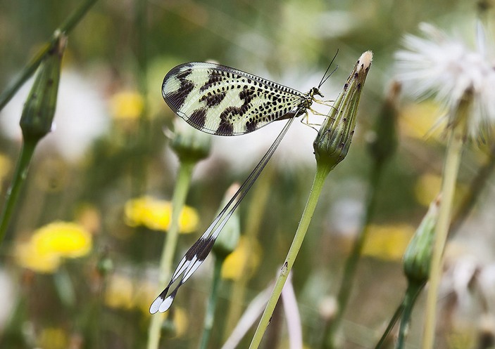 Nemoptera bipennis