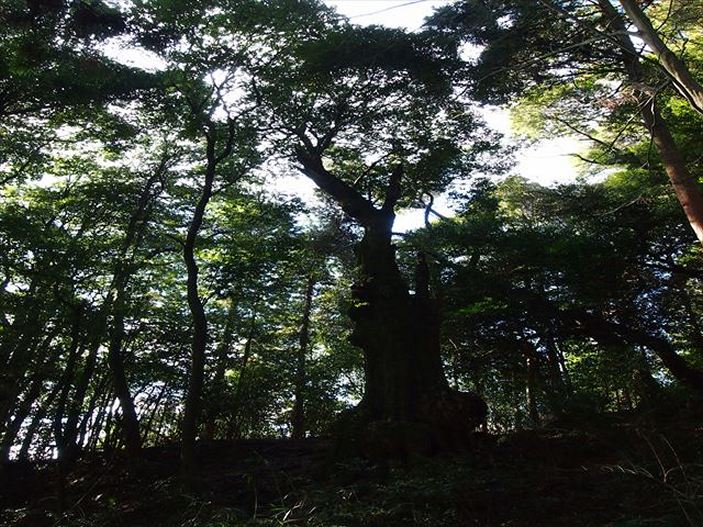 Castanopsis sieboldii