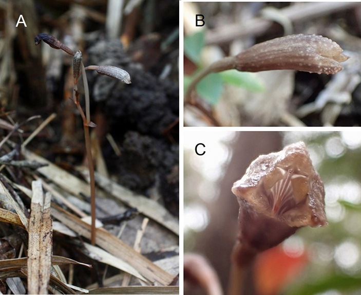 Gastrodia okinawensis