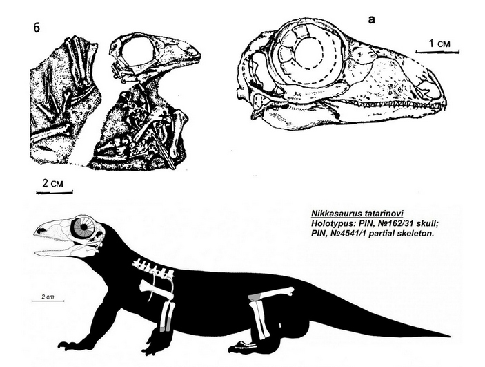 Реконструкция черепа никказавра