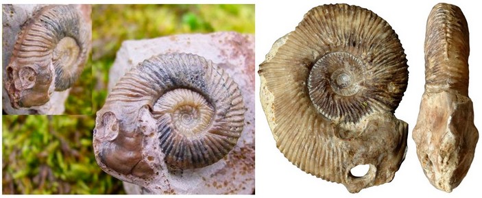 Ebrayiceras sulcatum