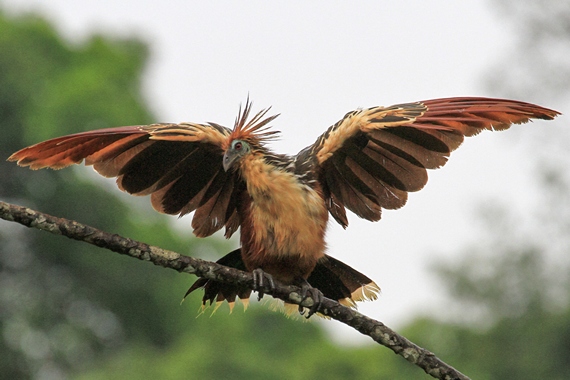 Странная птица гоацин