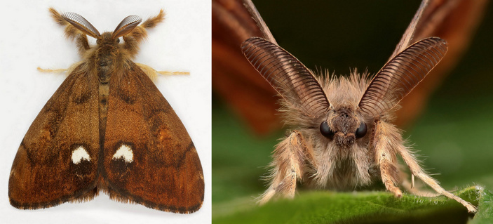 Самец кистехвостки