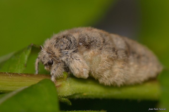 Самка кистехвостки 
