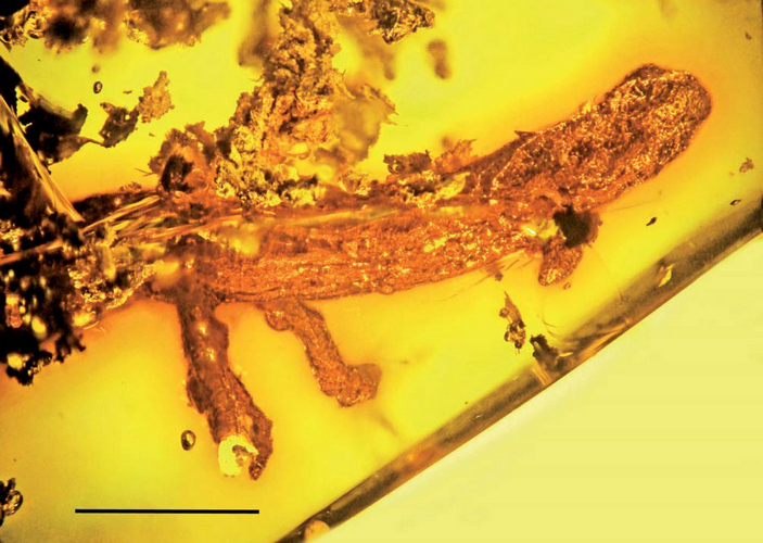 Palaeoplethodon hispaniolae