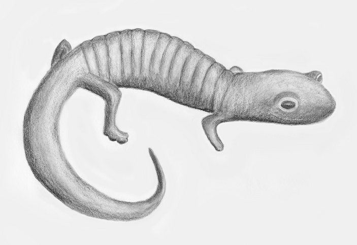 Реконструкция внешнего вида Palaeoplethodon