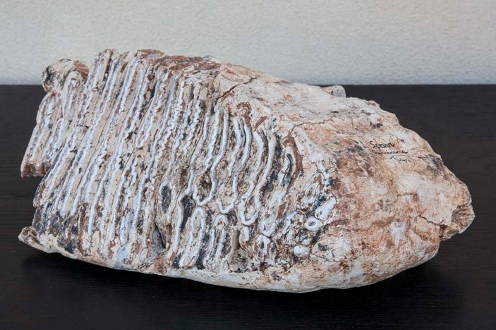 Зуб хазарского мамонта