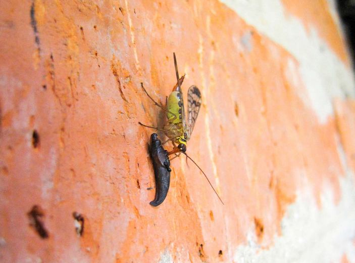 Скорпионница перекусывает слизнем