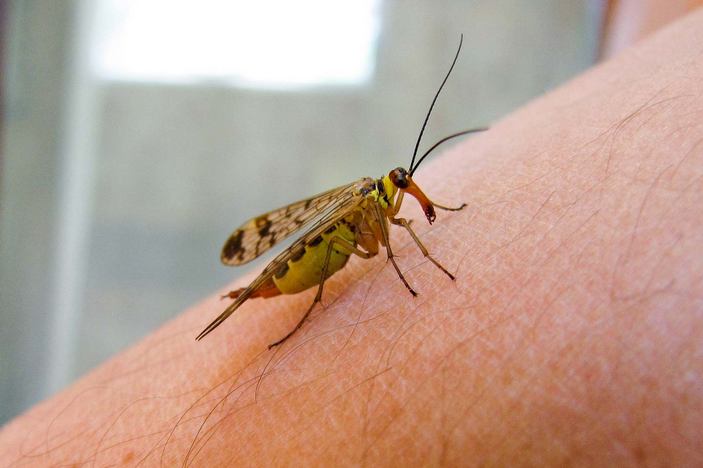 Самка скорпионницы на руке