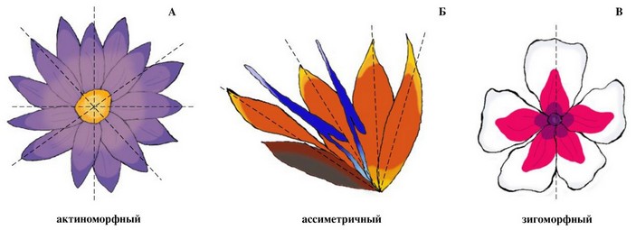 Типы симметрии цветков