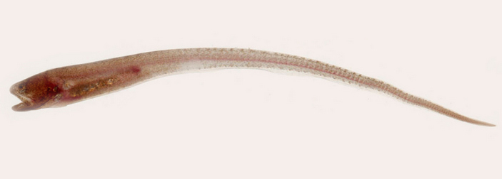 Encheliophis boraborensis вне голотурии