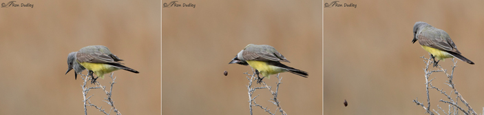Западный тиранн (Tyrannus verticalis) срыгивает погадку