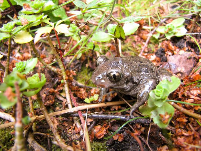 Юная чесночница