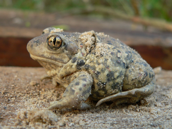 Pelobates fuscus