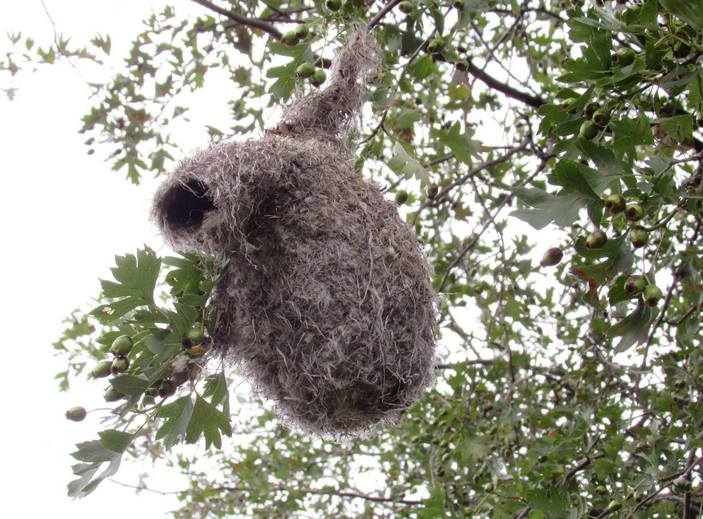 Гнездо ремеза