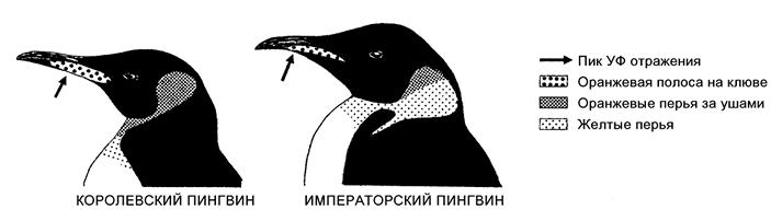 Расположение областей ультрафиолетового отражения