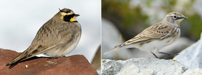 Самец и самка рогатого жаворонка