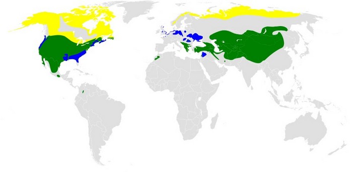 Ареал рогатого жаворонка