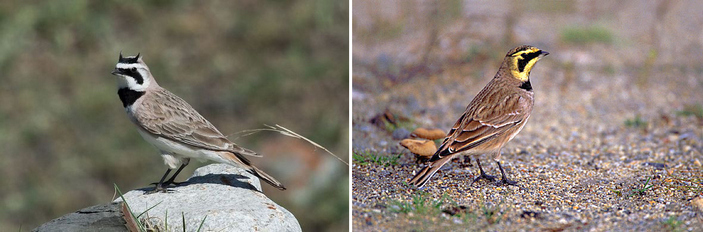 Степной и тундряной подвиды рогатого жаворонка