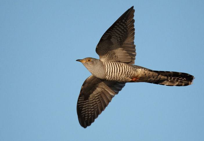 Обыкновенная кукушка (Cuculus canorus) в полете
