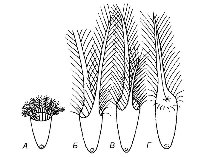 Строение пера