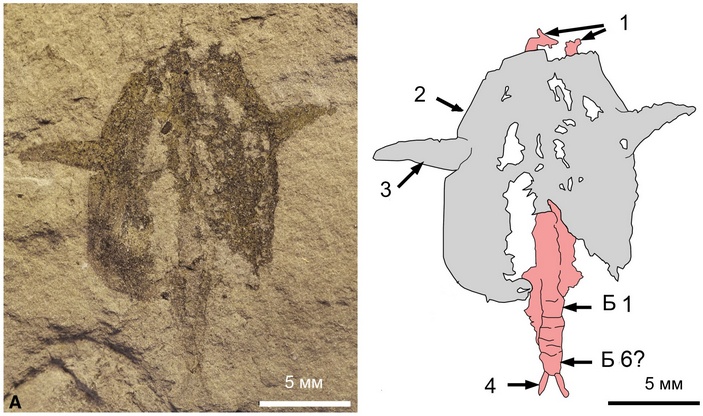 Схема строения Pseudoarctolepis sharpi