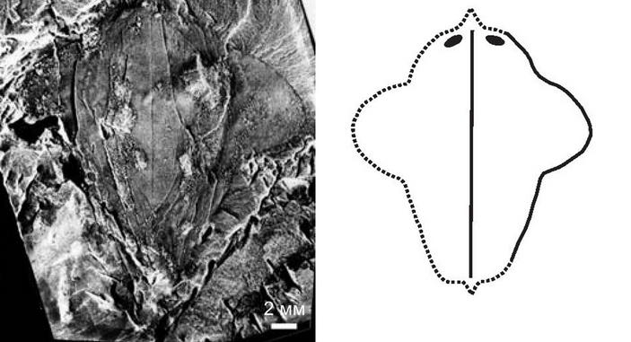 Pseudoarctolepis semicircularis
