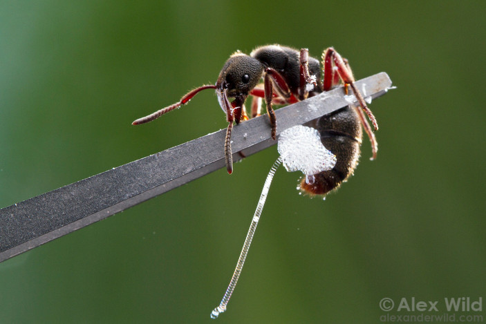Муравей Pseudoneoponera выделяет пену