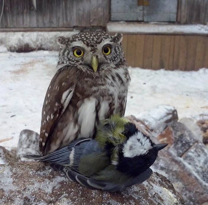 Сычик с добычей