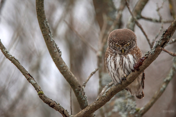 Воробьиный сычик высматривает добычу