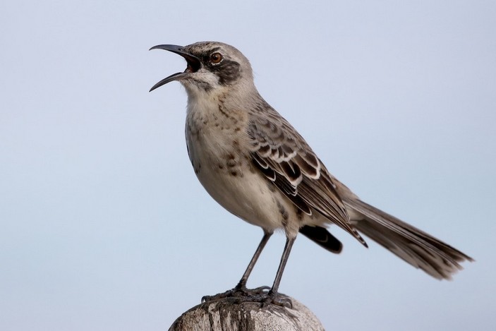 Сан-кристобальский пересмешник