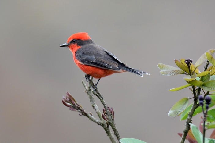 Огненный мухолов