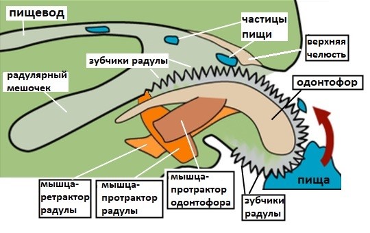 Ротовой аппарат улитки