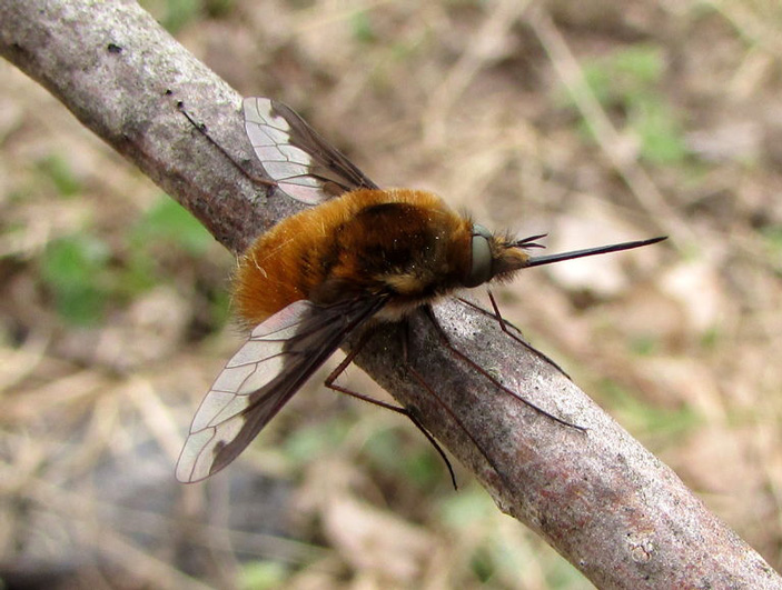 Муха-жужжала Bombylius major с хоботком, торчащим вперед