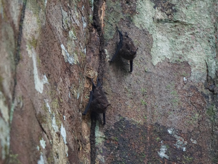 Saccopteryx bilineata