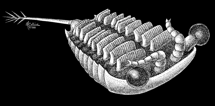 Реконструкция Sarotrocercus