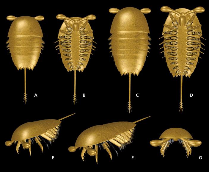 3D-модели Sarotrocercus