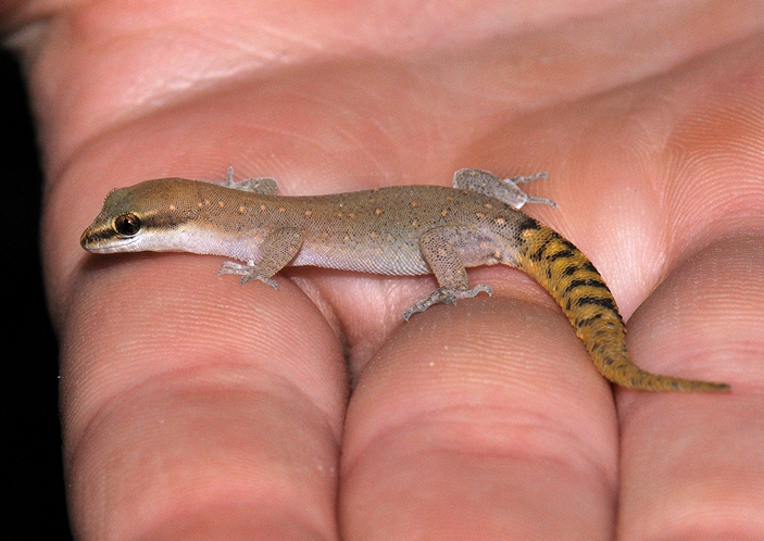 Saurodactylus brosetti