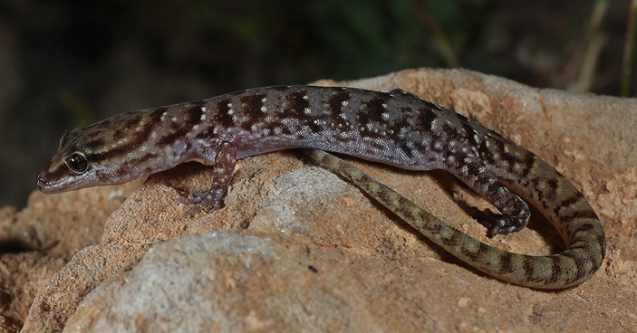 Saurodactylus fasciatus