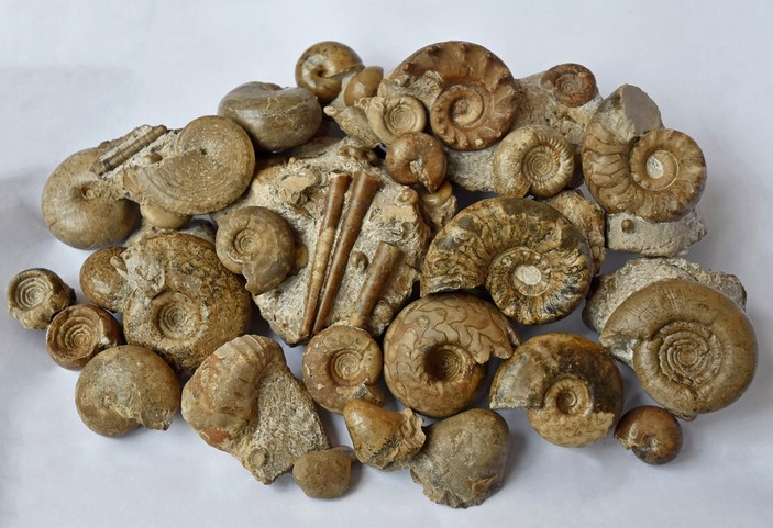 Разнообразие головоногих моллюсков из артинских отложений перми