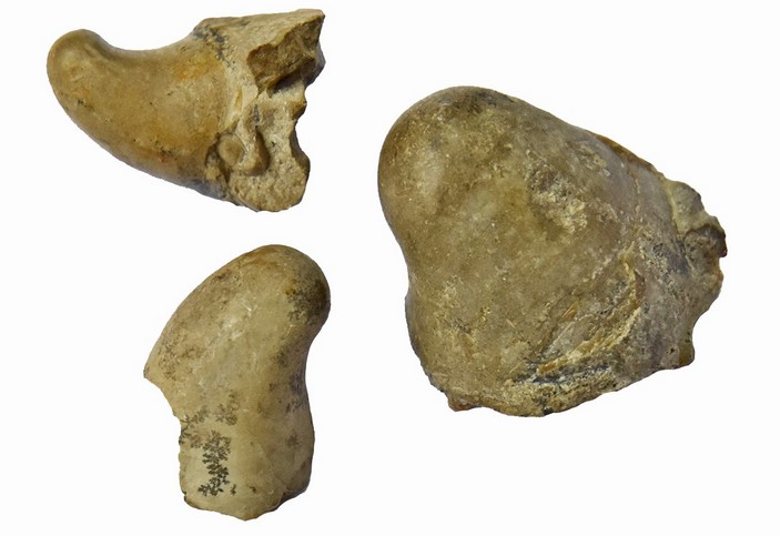 Жилые камеры Scyphoceratidae