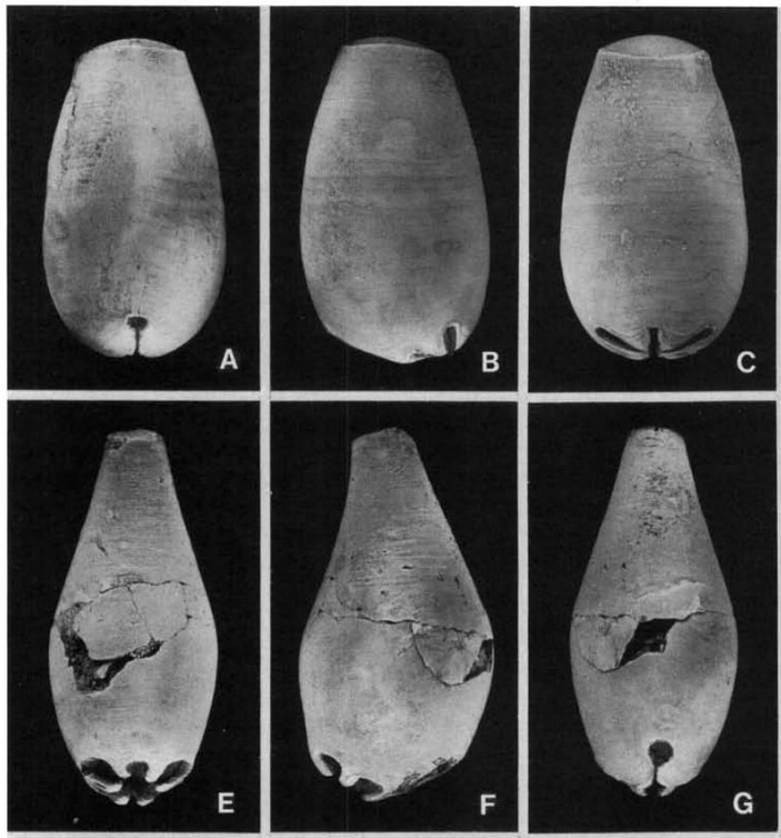 Силурийские Oncocerida